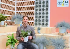 Roy van Kester of Amigra was at the fair with the new stand and the new ferns; Arachnoides Arisata "Variegata" and the Scolo Pendrium. Of course, their Festuca Glauca Intens Blue was also well displayed. All the products in their blue pots make for a luxurious appearance.